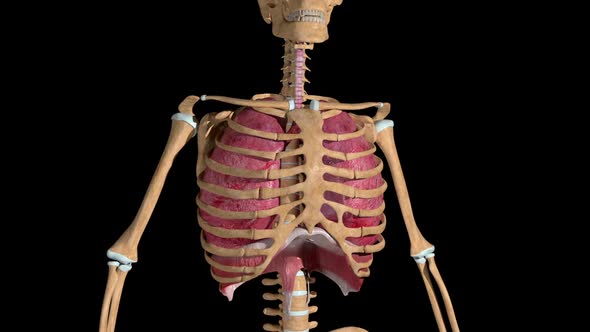 Lung Breathing Loop