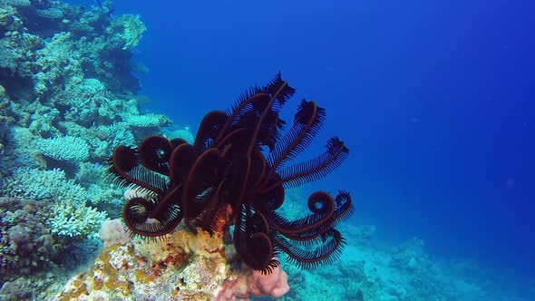 Feather Star