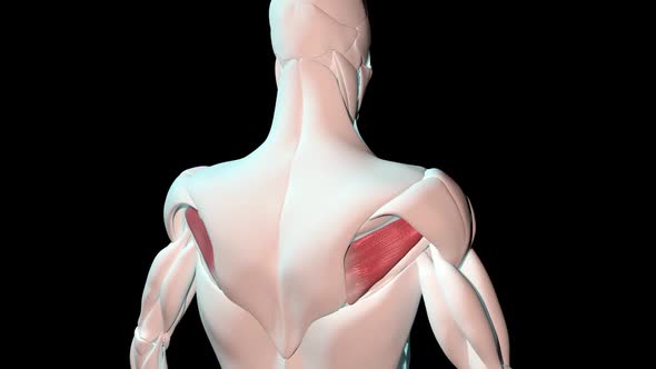 Infraspinatus Muscles Anatomical Position On Human Body