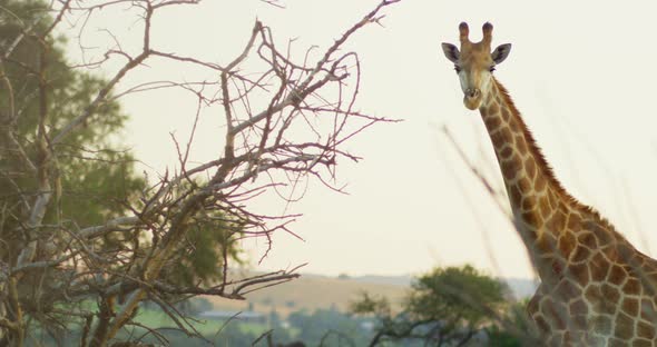 Panning Shot of Giraffe Standing and Looking at Camera in African Grasslands