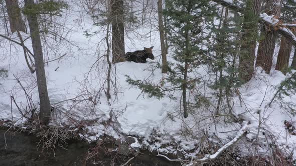 Moose sitting in forest in deep snow next to river