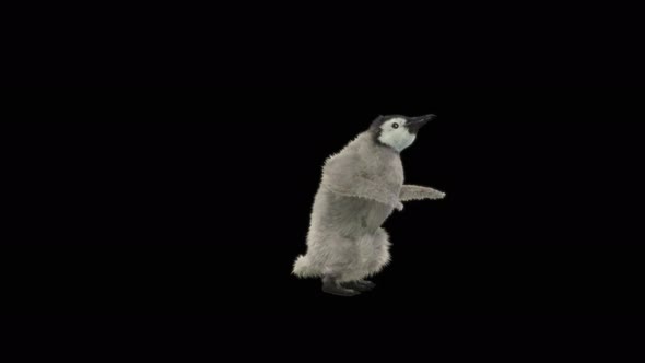 Penguin Dancing 4K