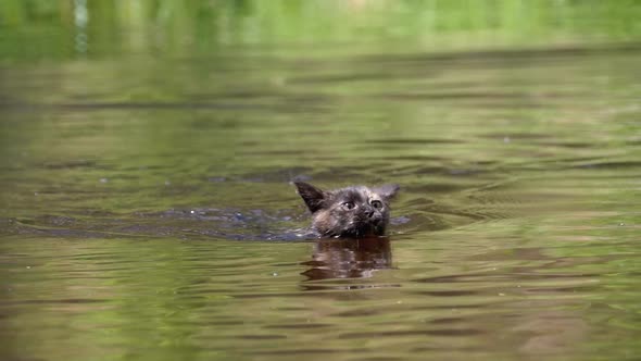 Cat Swimming in River. Black Kitten Swims in Water. Cat's Emotions. Slow Motion