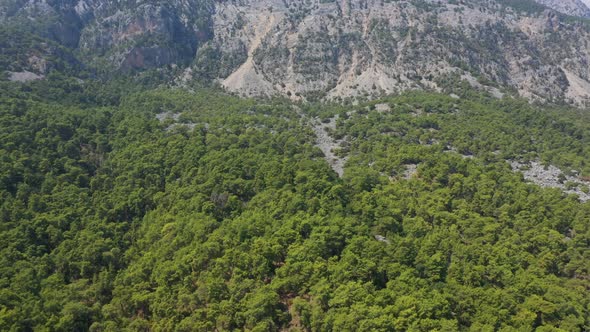 Aerial View Trees Growing On The Mountain