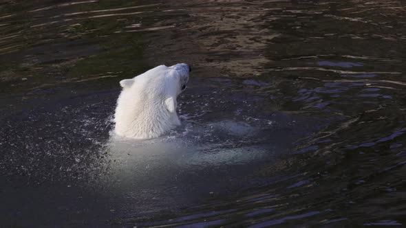 Polar Bear Ursus Maritimus Is a Hypercarnivorous Bear