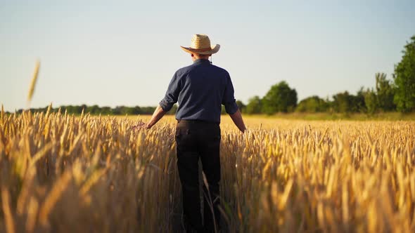 Man farmer stroking ripe spikelets in field. 