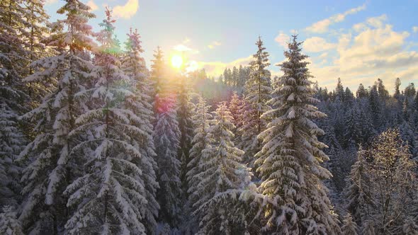 Aerial winter landscape with pine trees of snow covered forest in cold mountains at sunrise. alt
