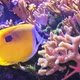 Surgeonfish Foxface Rabbitfish - VideoHive Item for Sale