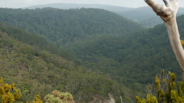 Mountain range at the Otway's National Park, Lorne Australia. Shot from Teddy's Lookout. Heavy nativ