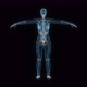 Female kidney 3d hologram - VideoHive Item for Sale