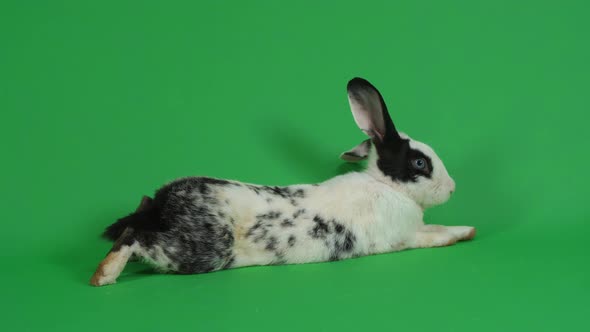 Lazy Rabbit On Green Screen Background