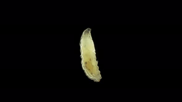 Wormlike Larva of Fruit Fly Insect Drosophila Melanogaster Under a Microscope Order Diptera