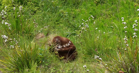 Orang Utan, pongo pygmaeus, Young in the vegetation, slow motion 4K