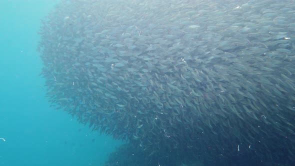 Shoal of Sardines in the Sea. Bohol, Philippines.