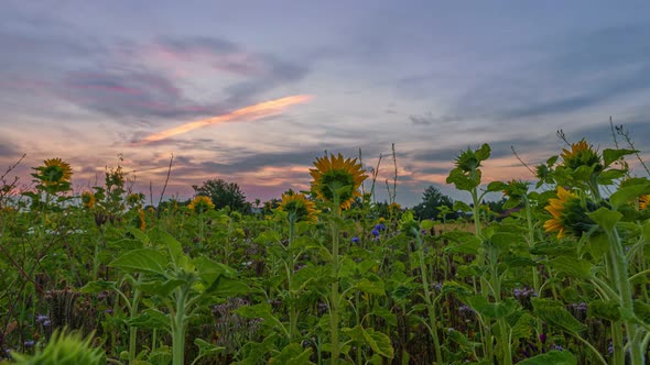 Sunflowers at the sunrise with moving clouds in a time lapse sequence, wonderful pink sky.