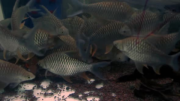 Close up of Tinfoil barbs or Barbonymus schwanenfeldii on a feeding frenzy inside a fish tank at a p