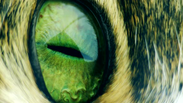 The cat's pupil is green macro.
