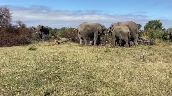 Emblematic African safari image of a family of elephants grazing in the savannah on a sunny day
