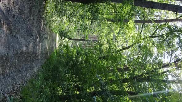 Vertical Video Aerial View Inside a Green Forest with Trees in Summer