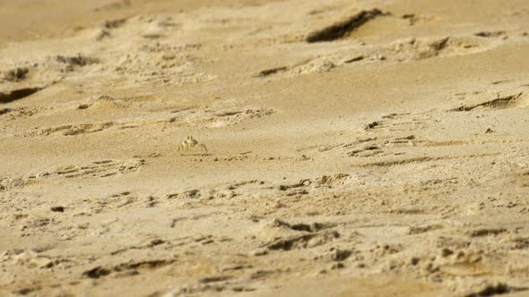 Crab on the Sandy Beach