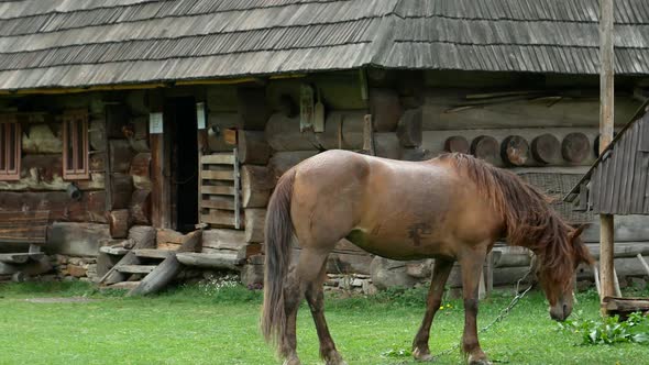Beautiful horses in spring in the meadow eat grass, a horse near the owner's house, a brown horse