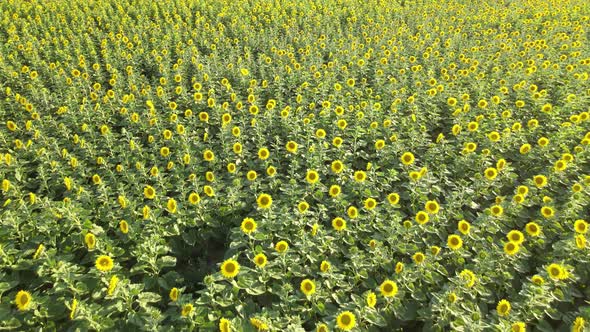 Sunflowers Field Background