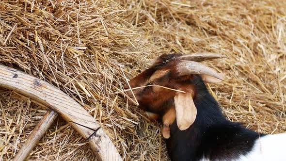 A beautiful brown goat eating hay on the farm. Livestock farm.