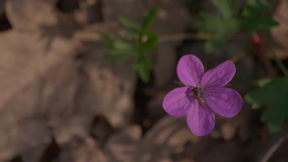 Bee On Flower 2