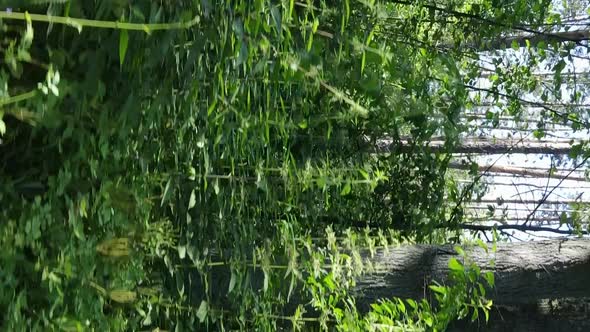 Vertical Video Aerial View Inside a Green Forest with Trees in Summer