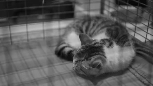 Poor Homeless Cat Sleeping Behind Iron Bars, Pet Shelter, Abandoned Animals