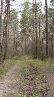 Vertical Video of a Road in the Forest Slow Motion