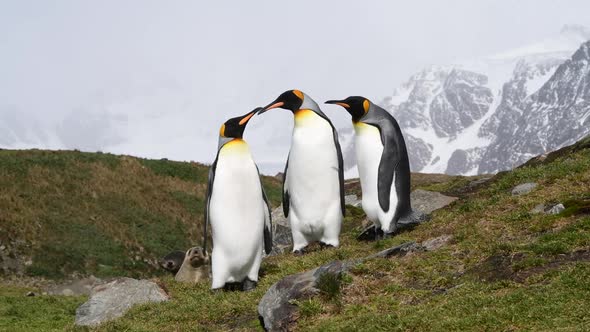 King Penguins on the Hill in South Georgia