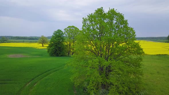 Aerial flyover blooming rapeseed (Brassica Napus) field, flying over lush yellow canola flowers, lan