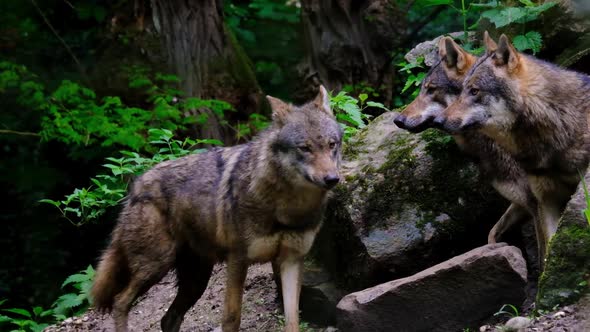 Pack of brown wolves in the woods. Slow motion video of wild dangerous animals living in the forest,