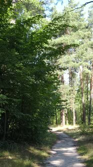 Vertical Video of Green Forest By Day