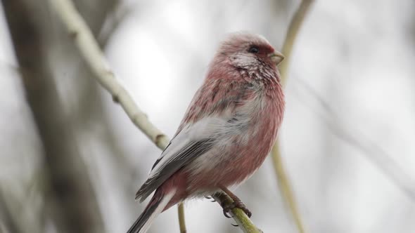 Beautiful Red Bird in Nature Flying and Sitting on a Tree Looking Around