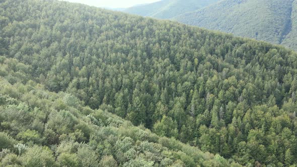 Forest in the Mountains. Aerial View of the Carpathian Mountains in Autumn. Ukraine