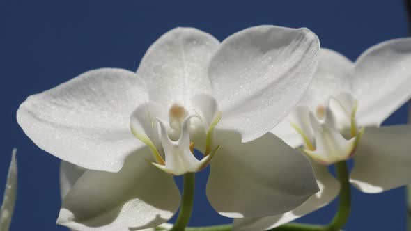 Macro of Moth orchid plant 4K 2160p 30fps UltraHD footage - White  Phalaenopsis amabilis   flower pe