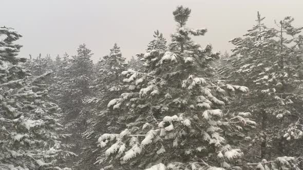 Top of the coniferous woods in snow and fog 4K drone video