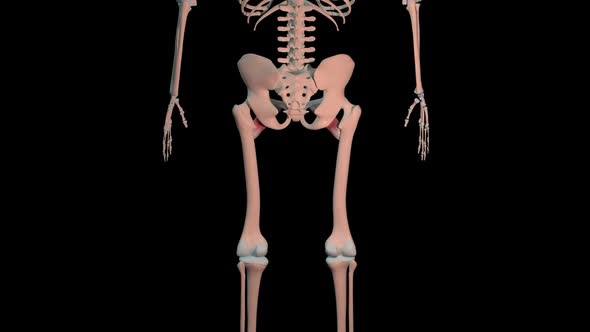 Pectineus Muscles Full Roration Loop