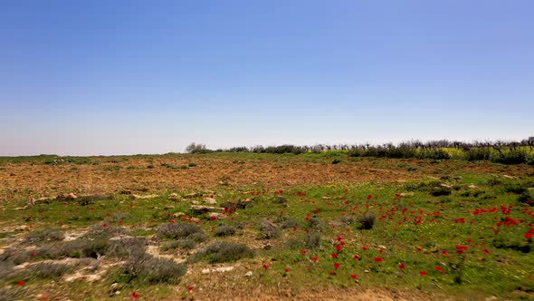 Fly over a beautiful red poppy flowers grow in the wild, aerial shot