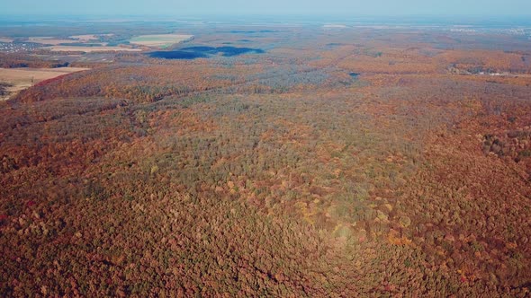 Autumn Forest Landscape from a Height