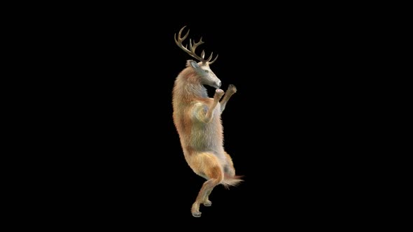 36 Deer Dancing HD