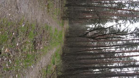 Vertical Video of a Road in the Forest Slow Motion