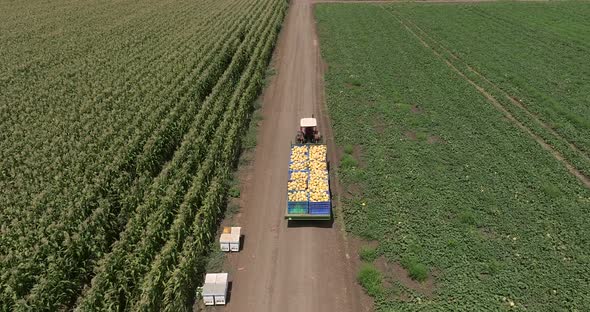 Tractor transporting pallets of fresh picked Melons.