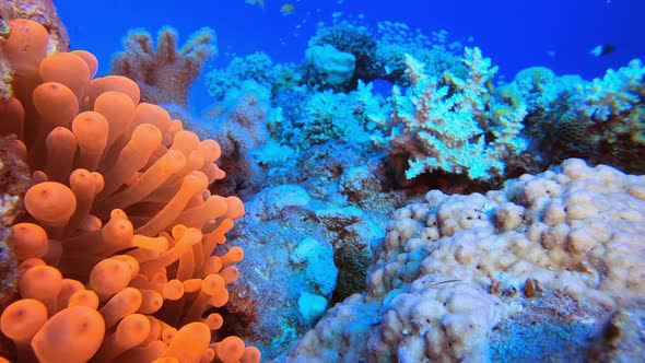 Red Sea Anemone Clownfish