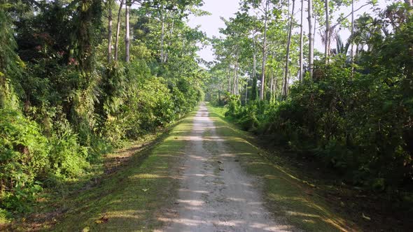 Slowly move at rural path in jungle
