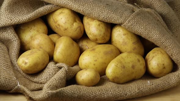 Fresh picked potatoes in a burlap sack