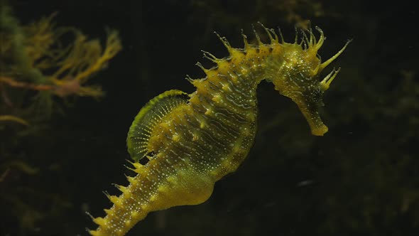  Seahorse Gutulatus Swimming Out From Right Plane