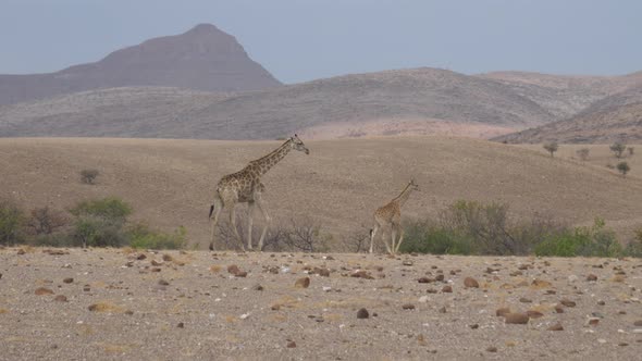 Mother and baby giraffe walk away on a dry savanna 